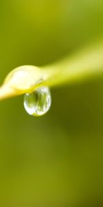 Macro,Blur,Smooth,Dew,Drop