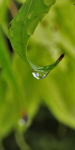 Hojas,Macro,Suave,Una Gota,Soltar,Borrosidad