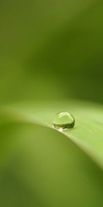 Macro,Suave,Hoja,Una Gota,Soltar,Borrosidad,Superficie,Sábana