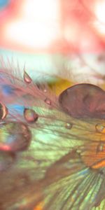 Drops,Pluma,Macro,Suave,Borrosidad