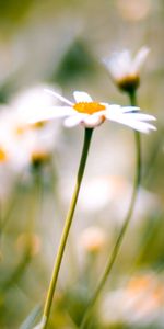 Lisse,Domaine,Camomille,Planter,Flou,Champ,Plante,Fleur,Macro