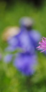 Flor,Macro,Suave,Borrosidad