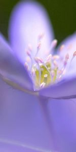 Macro,Blur,Smooth,Flower,Petals,Lilac