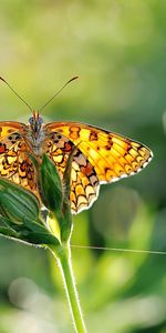 Macro,Blur,Smooth,Greens,Glare,Wings,Butterfly