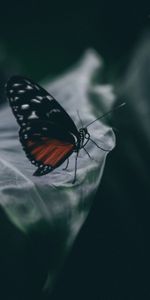 Macro,Blur,Smooth,Insect,Close Up,Sheet,Leaf,Butterfly