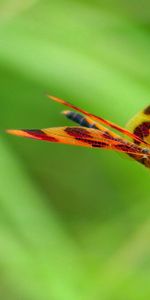 Macro,Blur,Smooth,Insect,Dragonfly