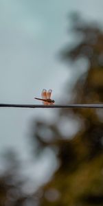 Macro,Blur,Smooth,Insect,Dragonfly,Wings,Wire