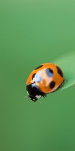 Macro,Borrosidad,Insecto,Mariquita,Gatear,Planta,Suave