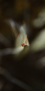 Macro,Blur,Smooth,Ladybug,Ladybird,Leaflet