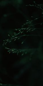 Macro,Blur,Smooth,Leaves,Dark