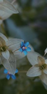 Macro,Blur,Smooth,Leaves,Flower,Flora