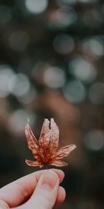 Macro,Blur,Smooth,Sheet,Leaf,Boquet,Glare,Hand,Bokeh,Autumn