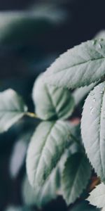 Macro,Blur,Smooth,Sheet,Leaf,Dew,Drops