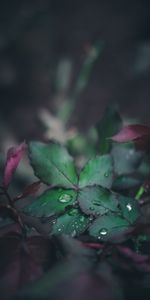 Macro,Blur,Smooth,Sheet,Leaf,Dew,Drops