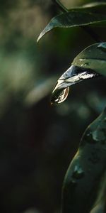 Drops,Macro,Flou,Lisse,Feuille