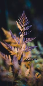 Planter,Flou,Sec,Lisse,Feuille,Sculpté,Plante,Macro