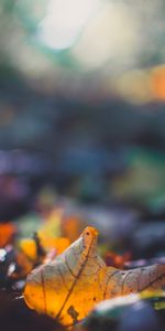 Macro,Blur,Smooth,Sheet,Leaf,Fallen,Autumn