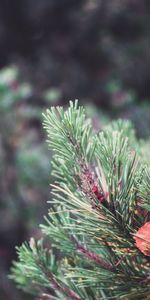 Macro,Suave,Hoja,Abeto,Sábana,Espinas,Borrosidad,Árbol De Navidad