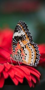 Macro,Blur,Smooth,Wings,Bright,Butterfly,Flower