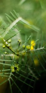 Macro,Blur,Thorns,Prickles,Berry,Nature