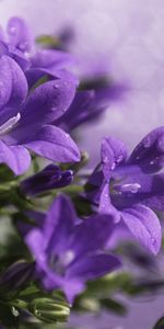 Macro,Bouquet,Lilac