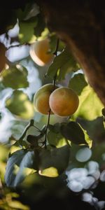 Macro,Branch,Apricots,Fruits,Leaves