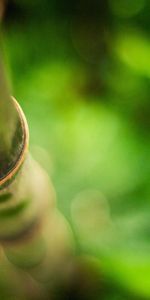 Macro,Branch,Bamboo,Stem,Stalk,Glare