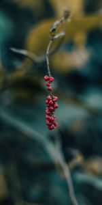 Macro,Branch,Berry,Blur,Smooth