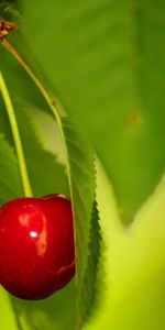 Macro,Branch,Berry,Cherry,Leaves