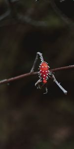 Macro,Branch,Berry,Ice