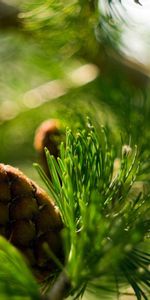 Macro,Boquet,Cône,Bosse,Mangé,Nature,Bokeh,Ate,Branche