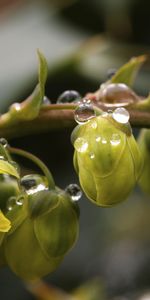 Drops,Macro,Pétalos,Rama,Cogollos,Brotes