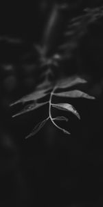 Macro,Branch,Bw,Leaves,Chb,Dark