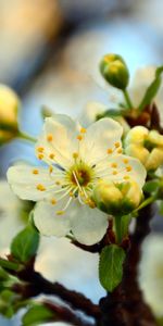 Macro,Branch,Cherry,Bloom,Flowering,Spring