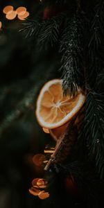 Macro,Rama,Lóbulo,Clavo,Árbol De Navidad