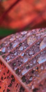 Drops,Macro,Feuille,Branche,Rosée