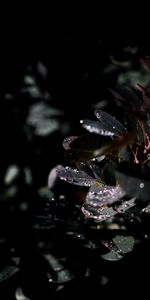 Macro,Branch,Dew,Leaves,Drops,Wet