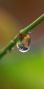 Branche,Une Goutte,Goutte,Macro