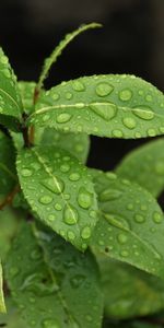 Feuilles,Mouiller,Branche,Une Goutte,Mouillé,Goutte,Macro