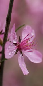 Macro,Branch,Drops,Flower