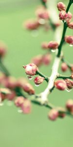 Macro,Branch,Drops,Plant