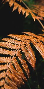 Planter,Macro,Branche,Sec,Plante,Fougère