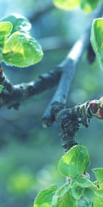 Macro,Branch,Faded,Leaves,Apple Tree