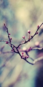 Macro,Branch,Fence,Dark,Metal,Grid