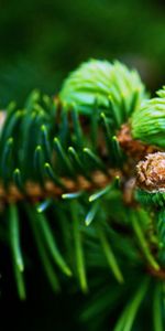 Macro,Branch,Fir,Spruce,Green Needles