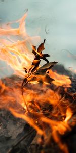 Macro,Branch,Fire,Leaves,Smoke