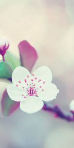 Macro,Branch,Flower,Glare,Flowering,Bloom