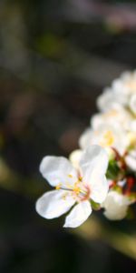 Macro,Branch,Flowers,Flowering,Bloom,Spring