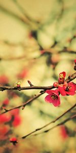 Macro,Branch,Flowers,Plant