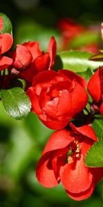 Macro,Branch,Flowers,Plant